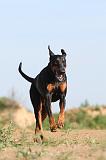 DOBERMANN 638